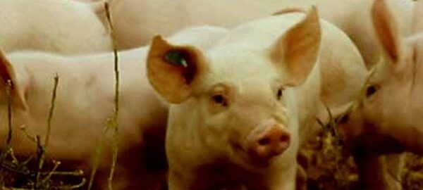 Cochinillo