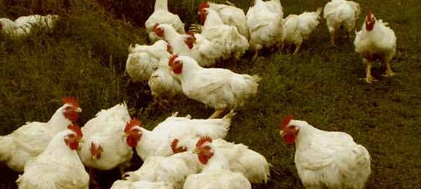 Pollo