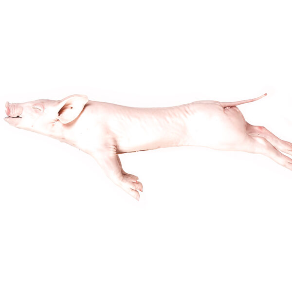 COCHINILLOS BLANCOS